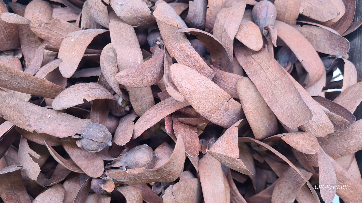 HORA SEED (Dipterocarpus zeylanicus)