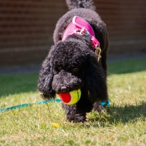 Playtime Chase Ancol Tennis Balls 3 PCS