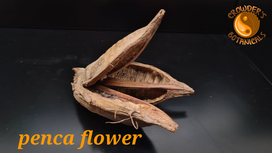 PENCA FLOWER