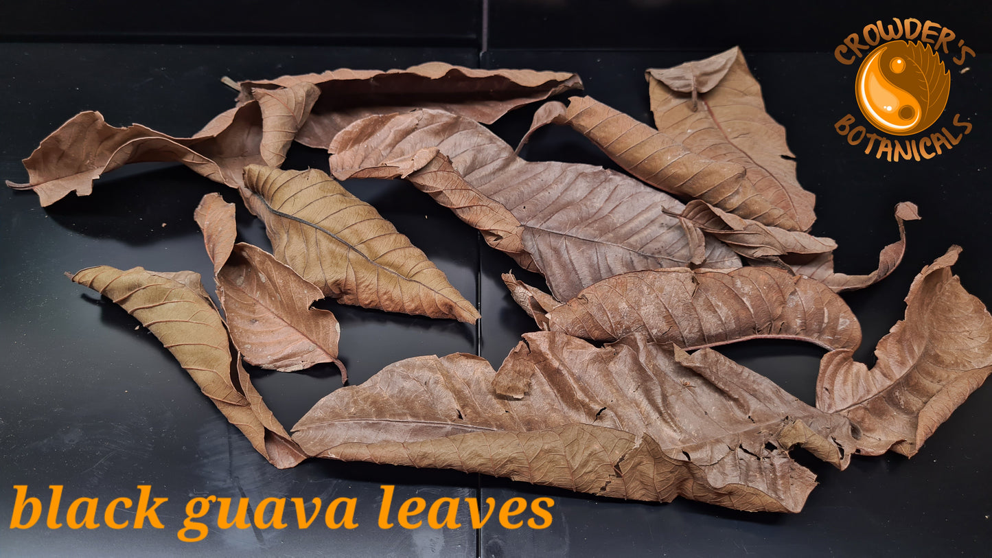 BLACK GUAVA LEAVES