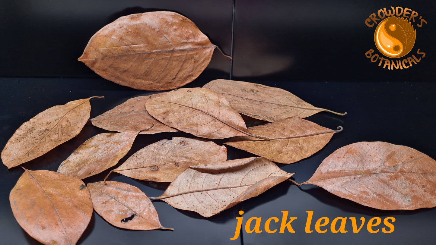 JACK LEAVES