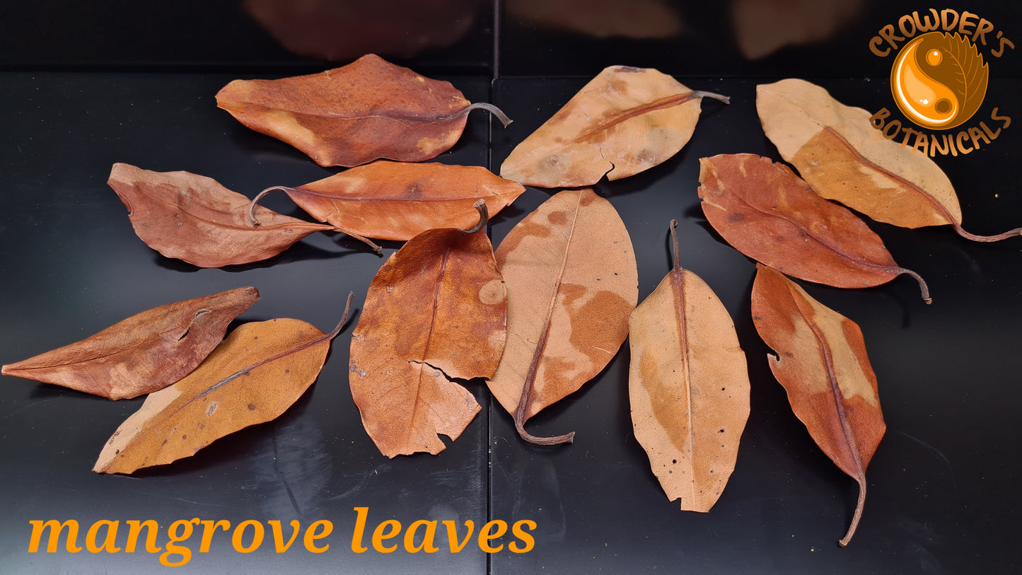 MANGROVE LEAVES