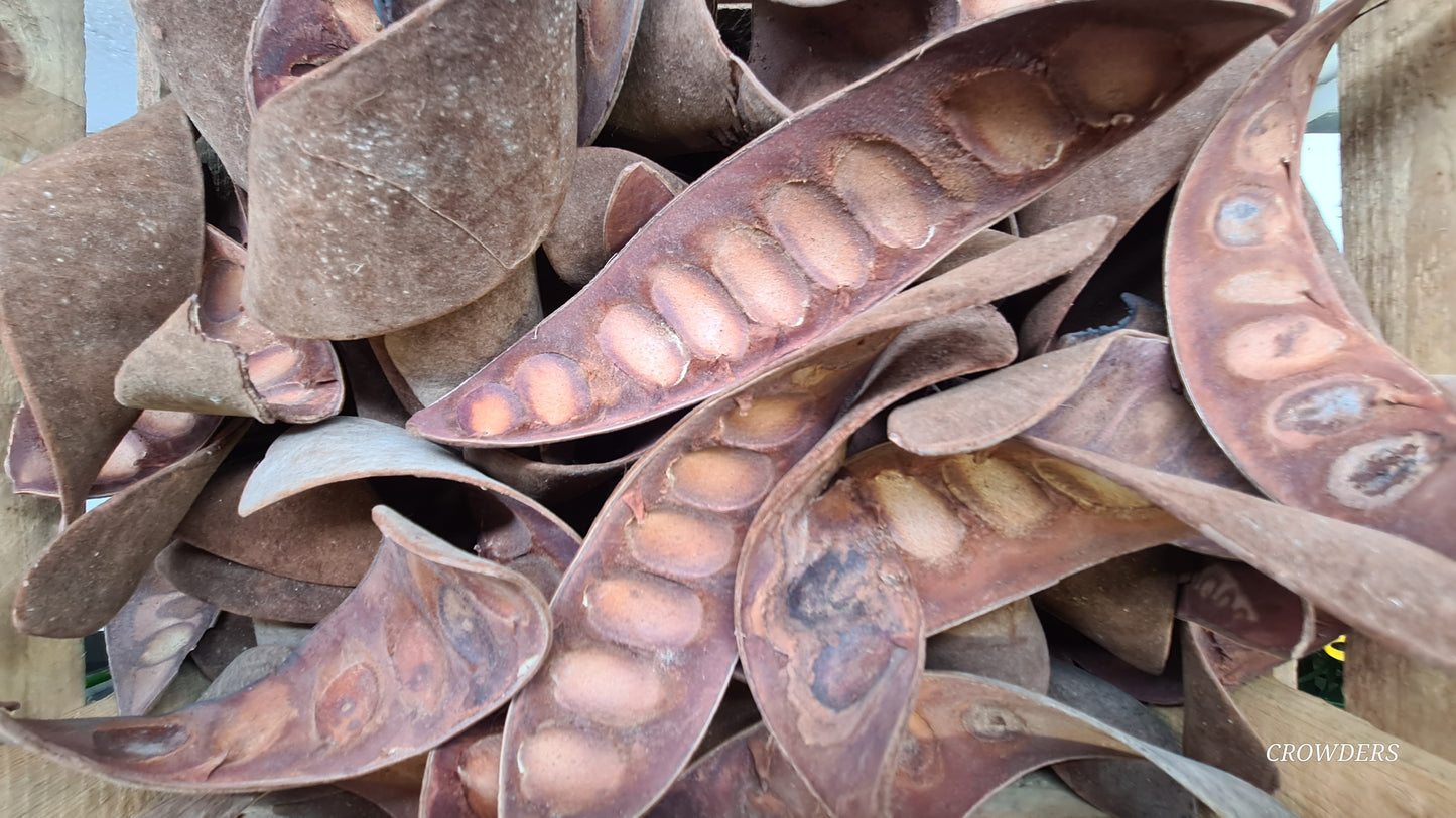 VELVET BEAN POD