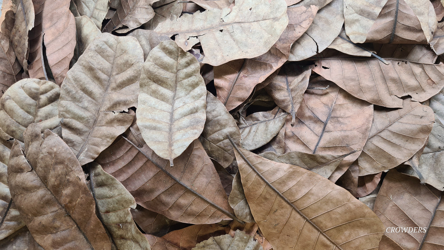 CASHEW LEAVES