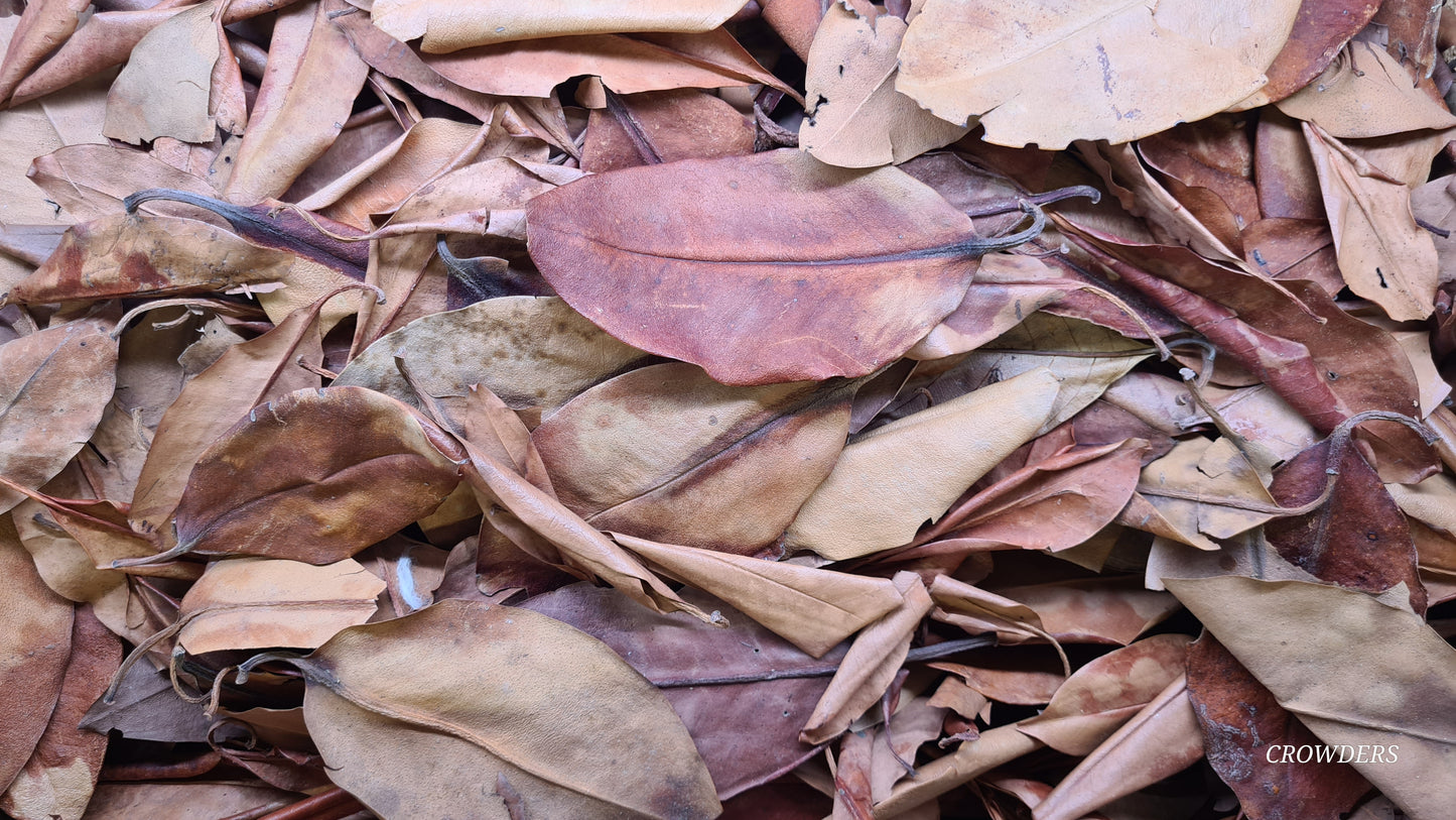 MANGROVE LEAVES