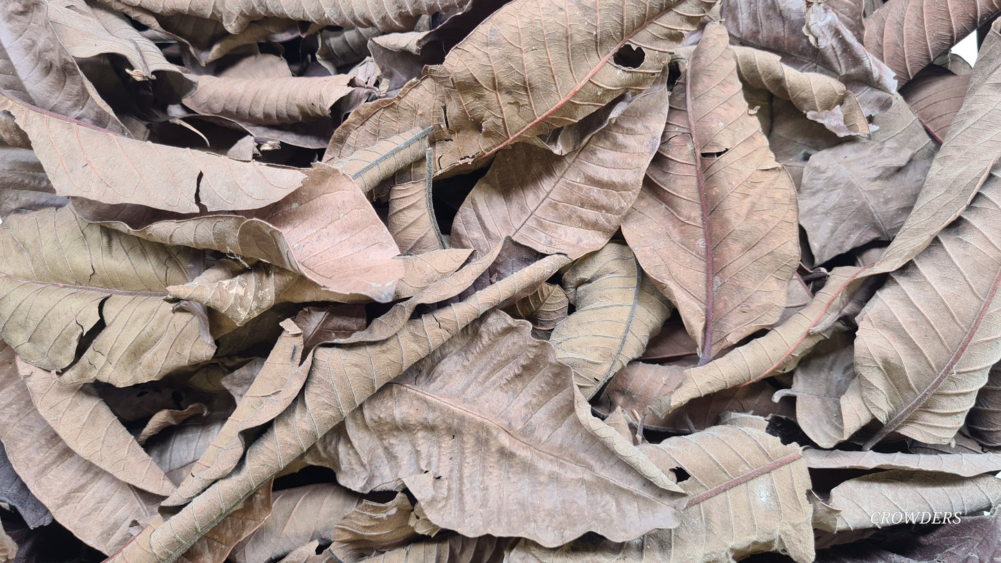 BLACK GUAVA LEAVES