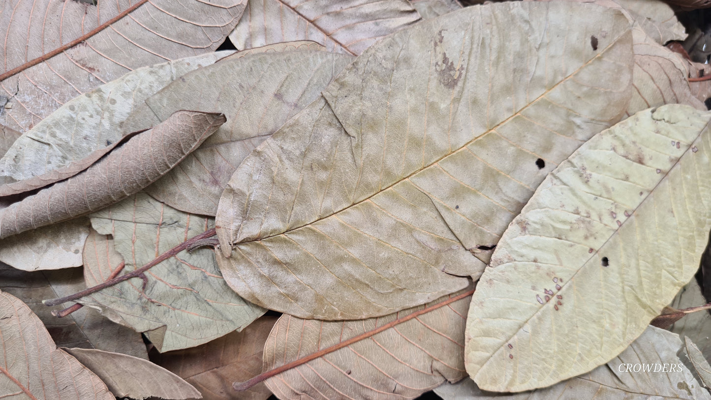 GUAVA LEAVES