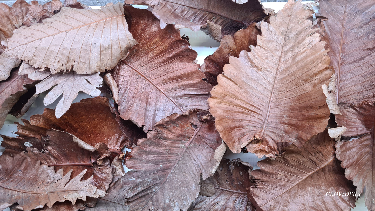 BEDURU LEAVES