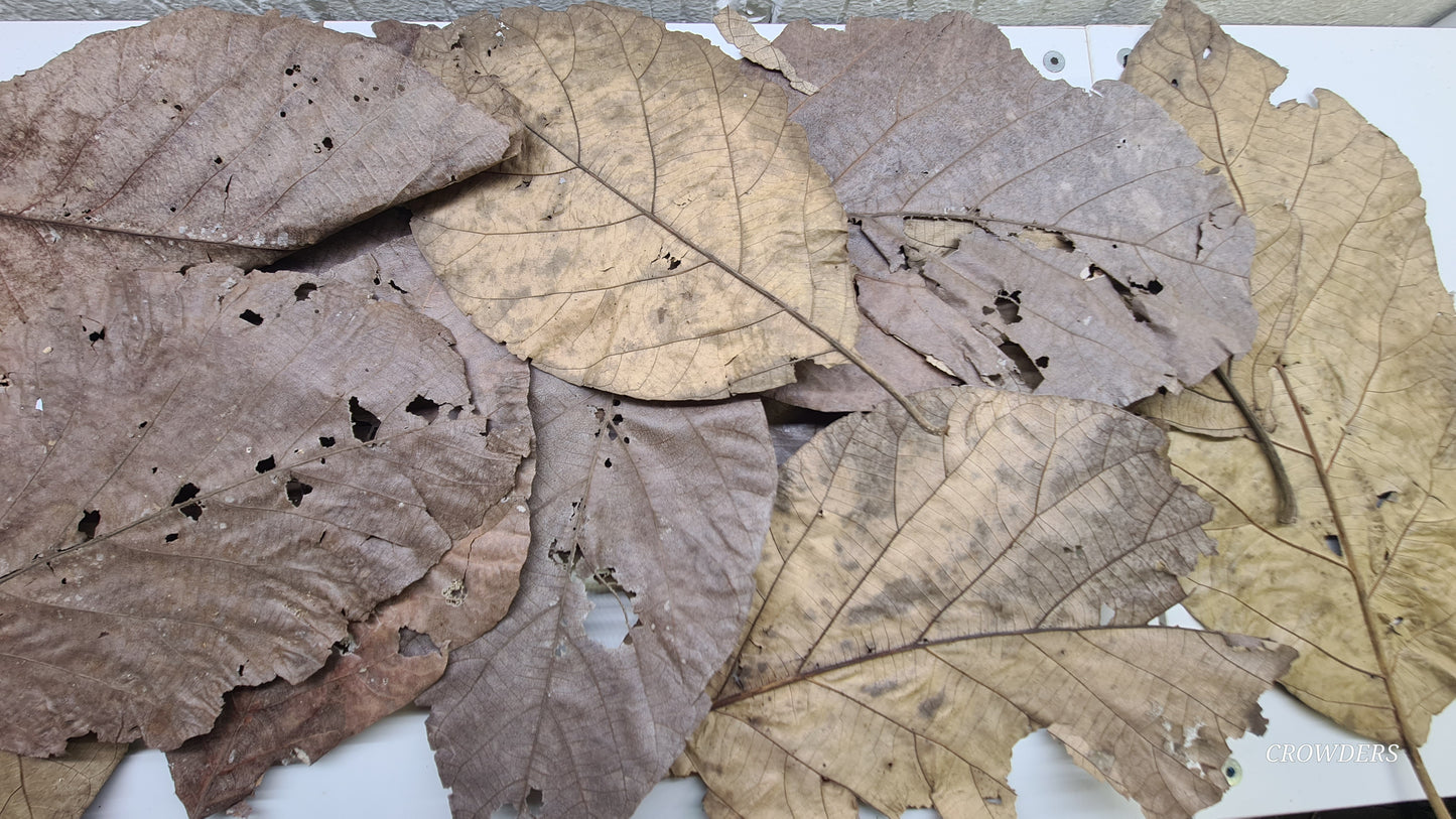 TEAK LEAVES