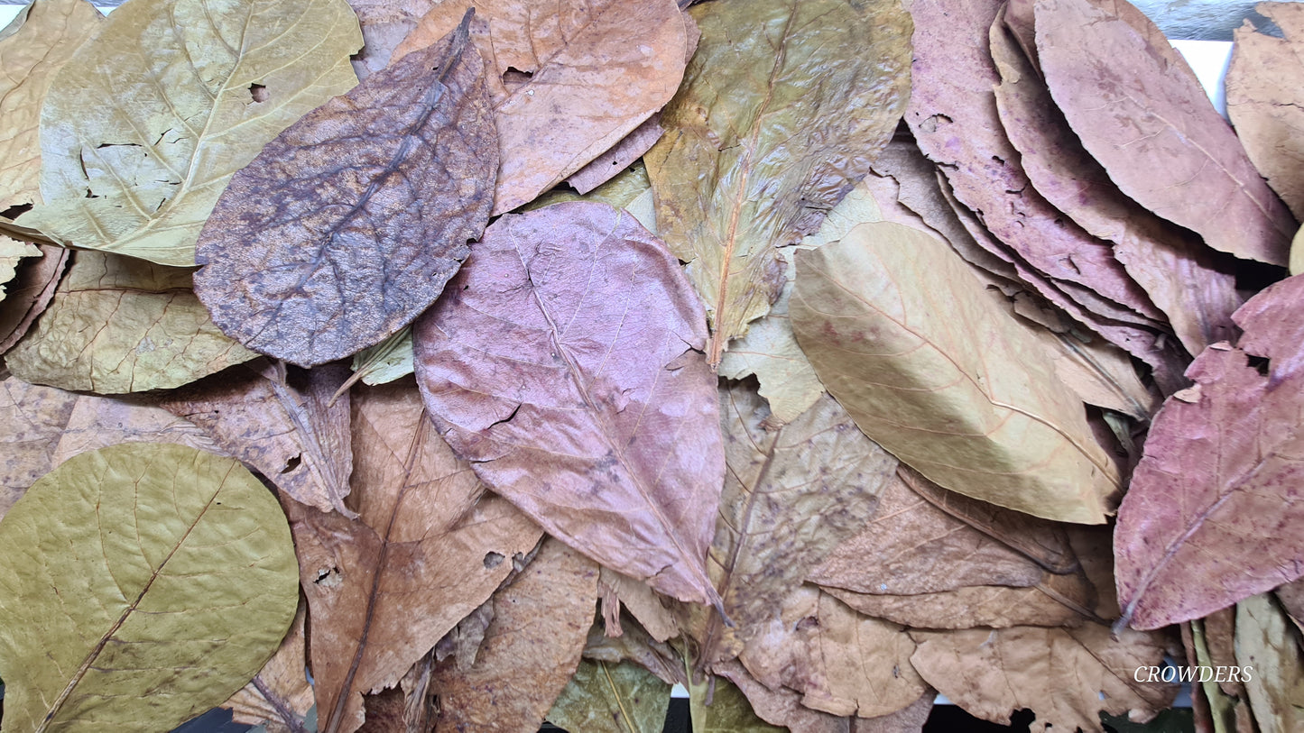 CATAPPA LEAVES