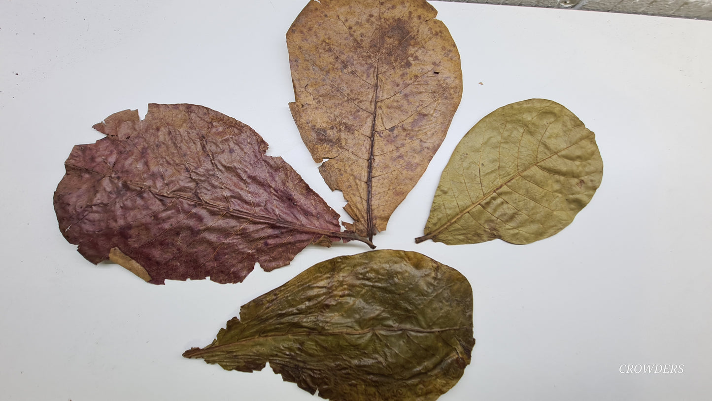 CATAPPA LEAVES