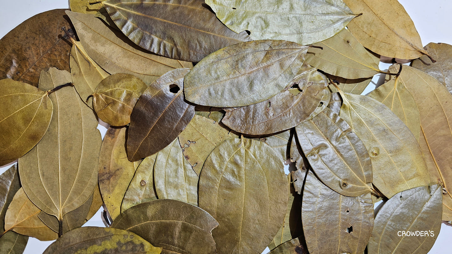 CINNAMON LEAVES