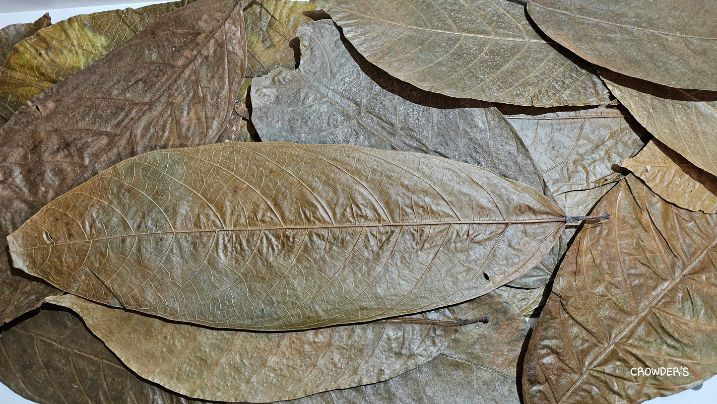 COCOA LEAVES