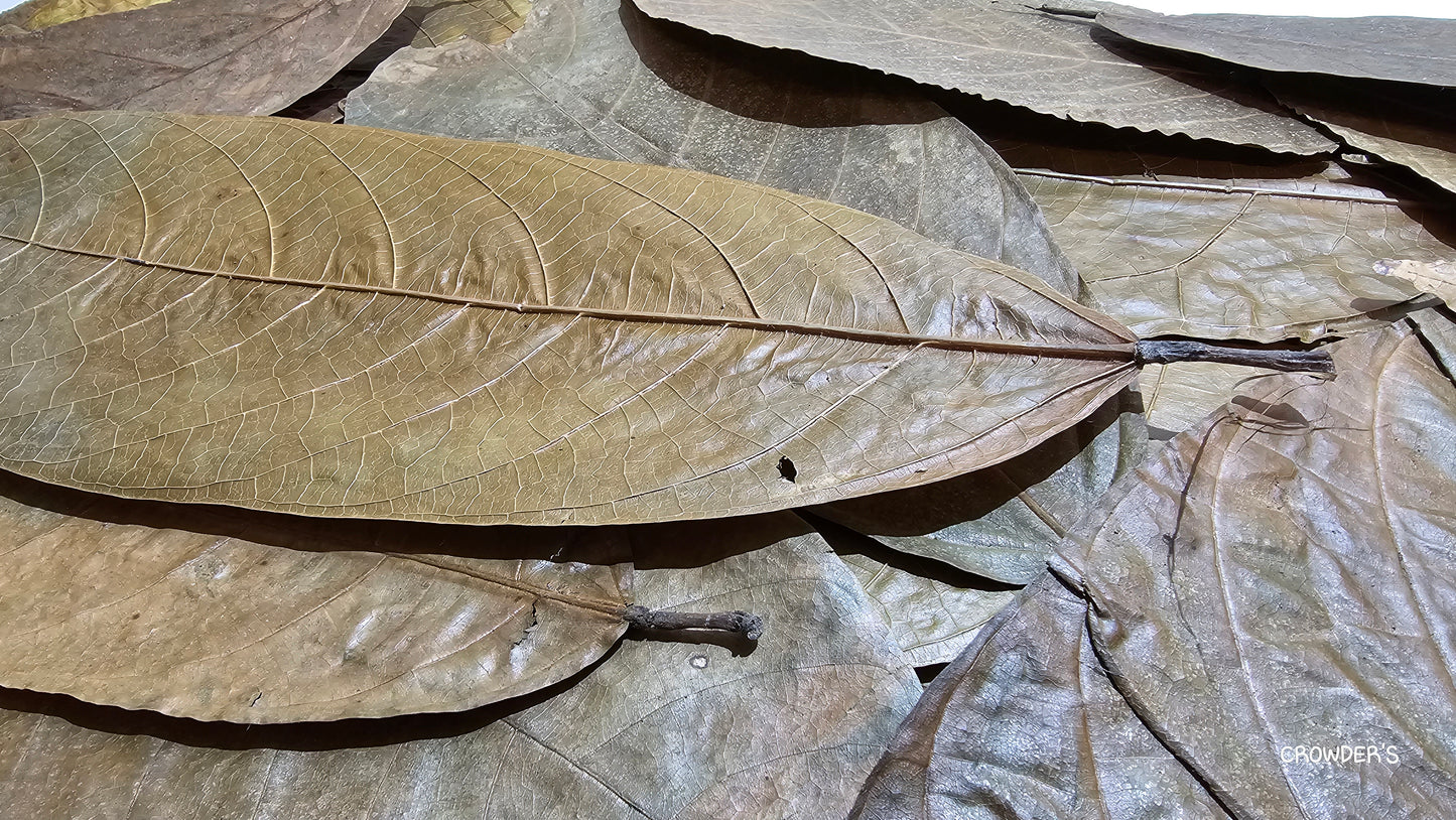 COCOA LEAVES