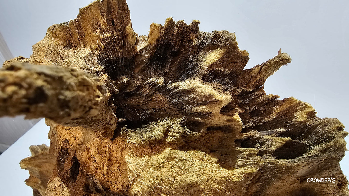 BOGWOOD BOG19