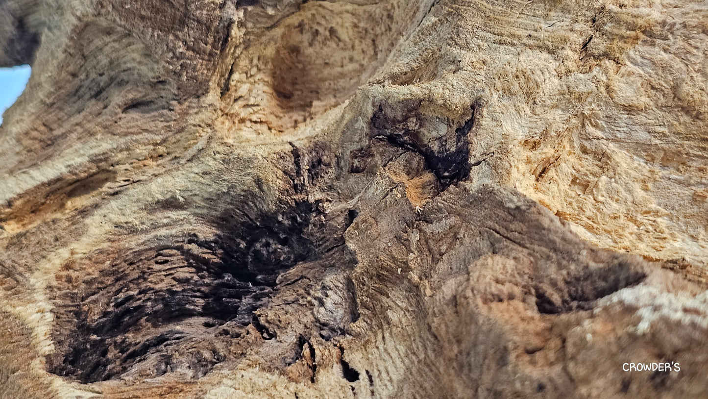 BOGWOOD BOG19