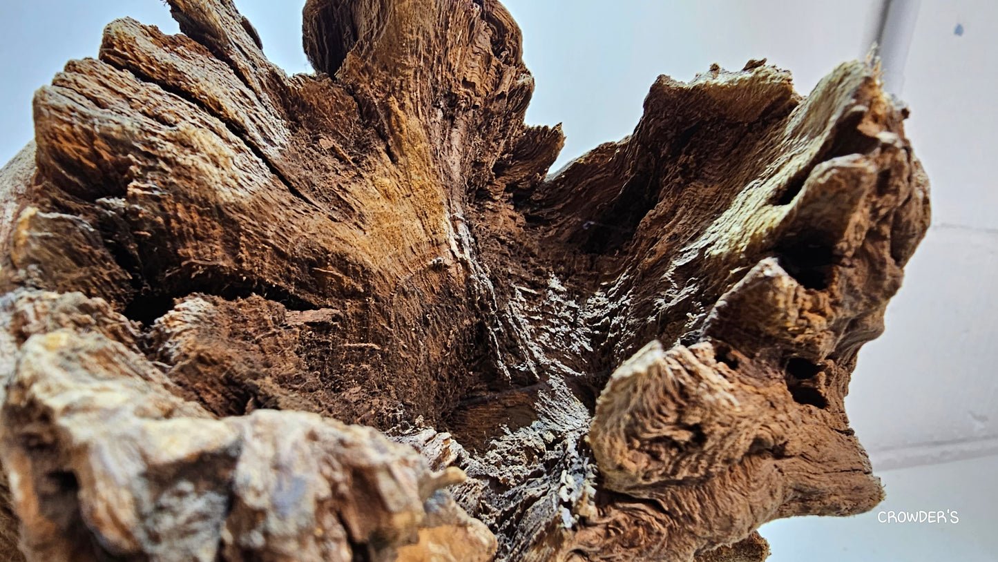 BOGWOOD BOG20