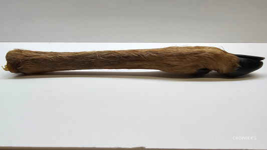 HAIRY ROE DEER LEG