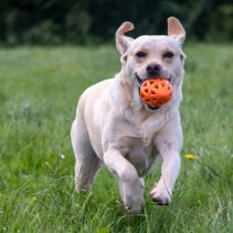 Extreme Floating Rugby Ball