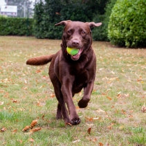 Playtime Chase Ancol Tennis Balls 3 PCS
