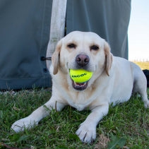 Playtime Chase Ancol Tennis Balls 3 PCS