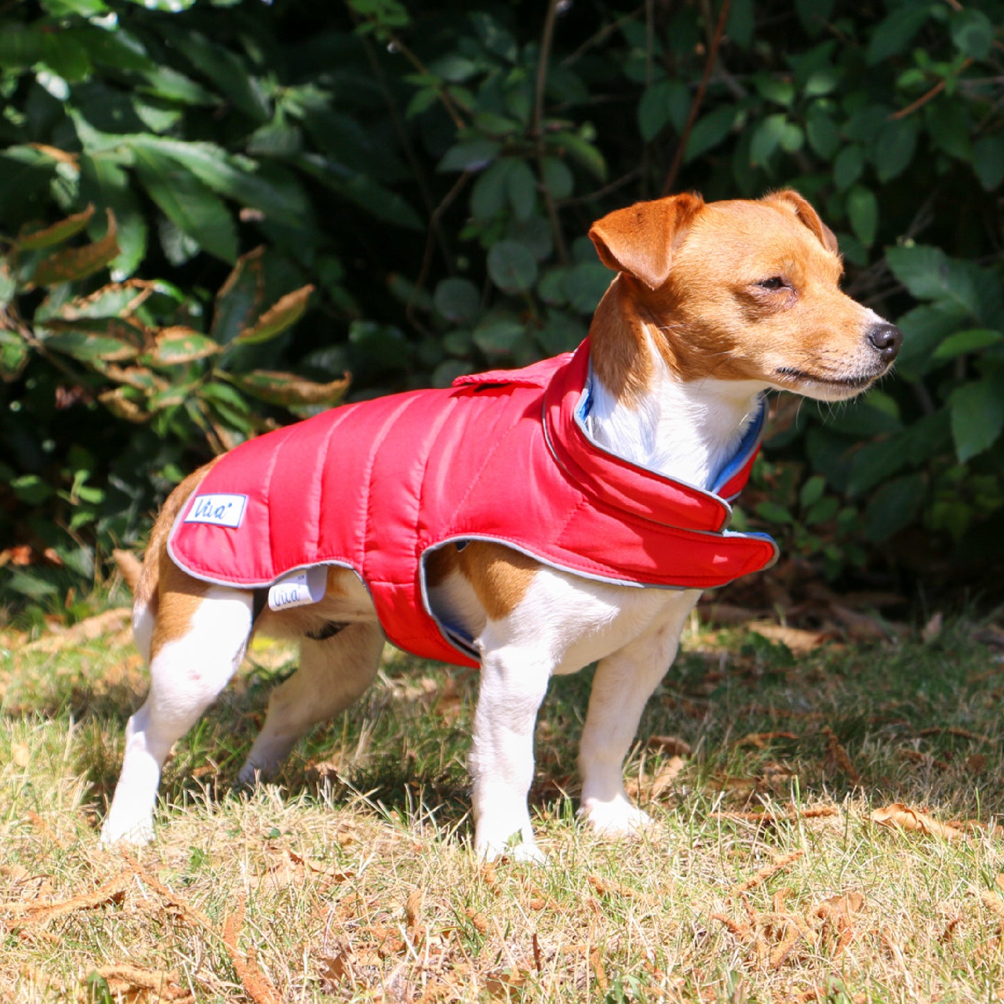 ANCOL VIVA REVERSIBLE COAT RED/BLUE