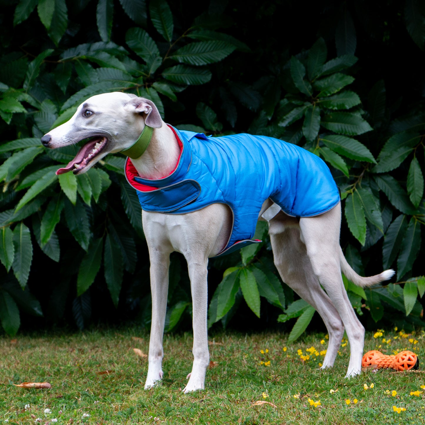 ANCOL VIVA REVERSIBLE COAT RED/BLUE