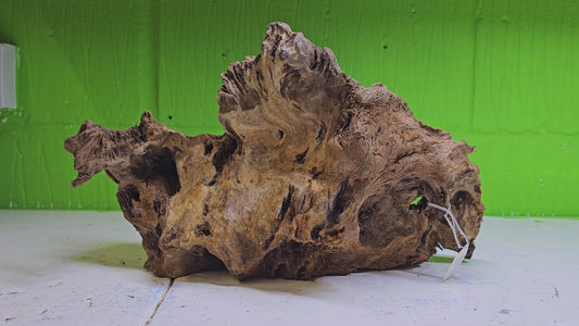 BOGWOOD BOG76