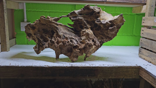 BOGWOOD BOG89