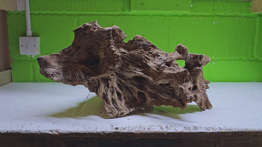 BOGWOOD BOG66