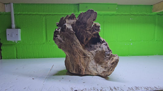 BOGWOOD BOG209