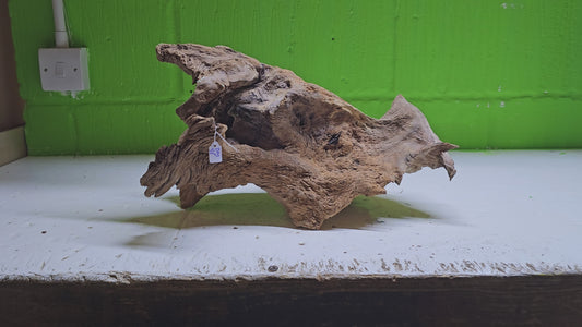 BOGWOOD BOG98