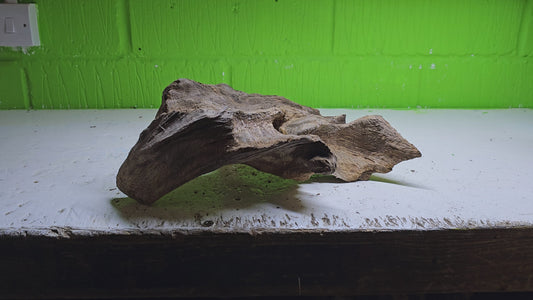 BOGWOOD BOG72