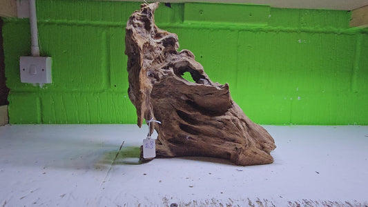 BOGWOOD BOG166