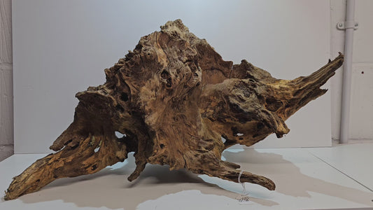 BOGWOOD BOG36