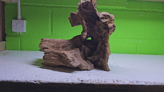 BOGWOOD BOG60