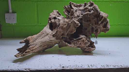 BOGWOOD BOG80