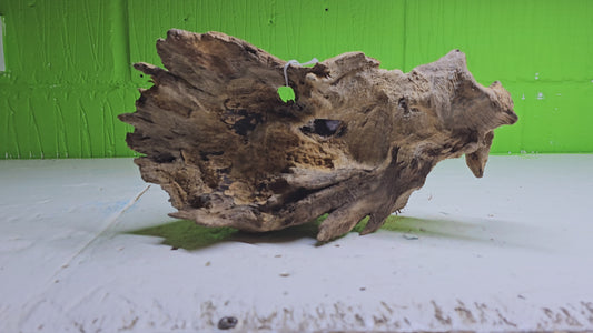 BOGWOOD BOG211