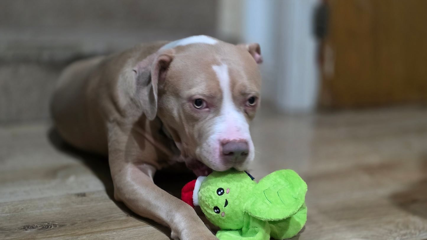 Ancol xmas sprout dog toy ( CLEARANCE )