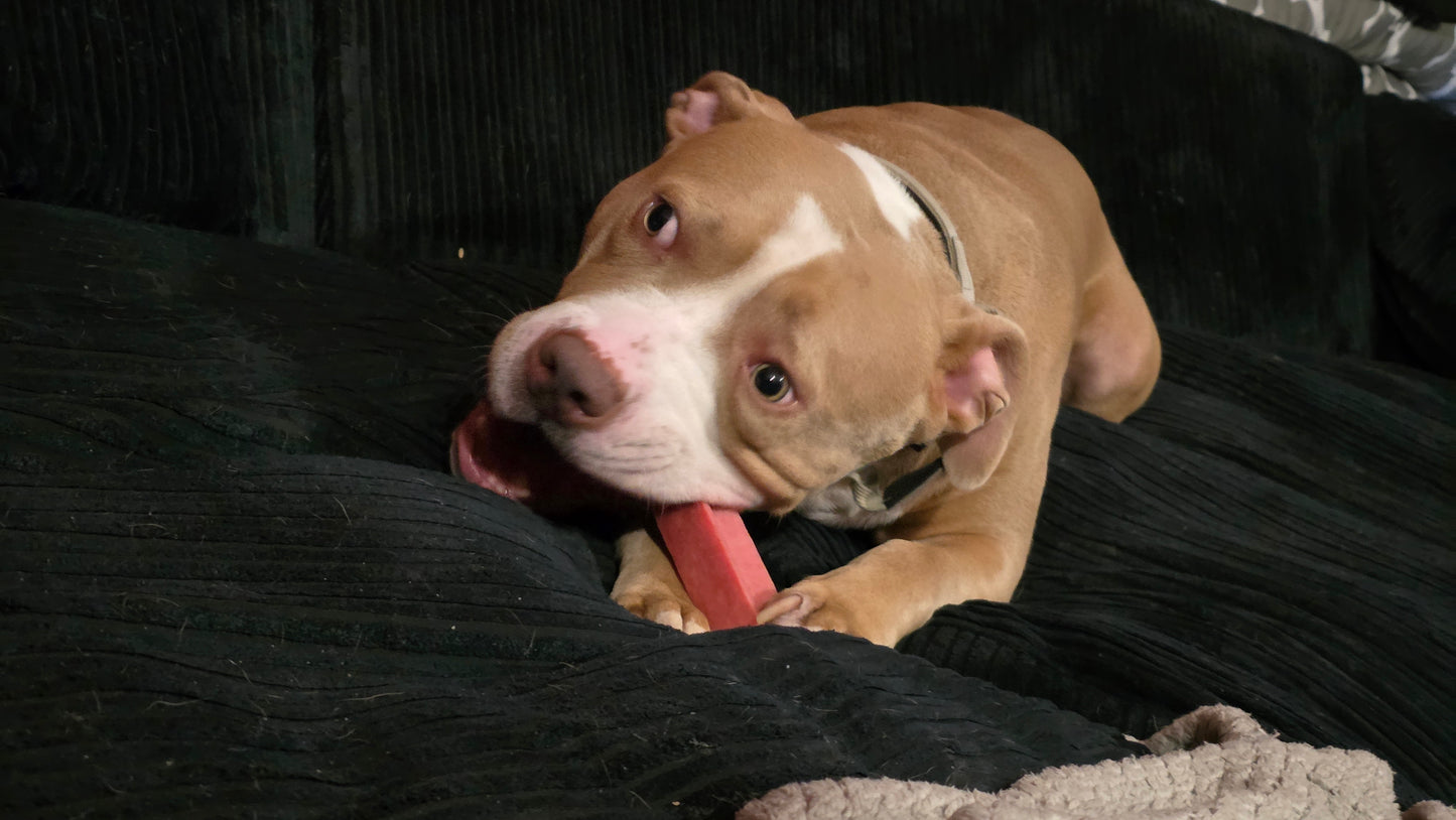 HIMALAYAN YAK CHEESE DENTAL CHEWS