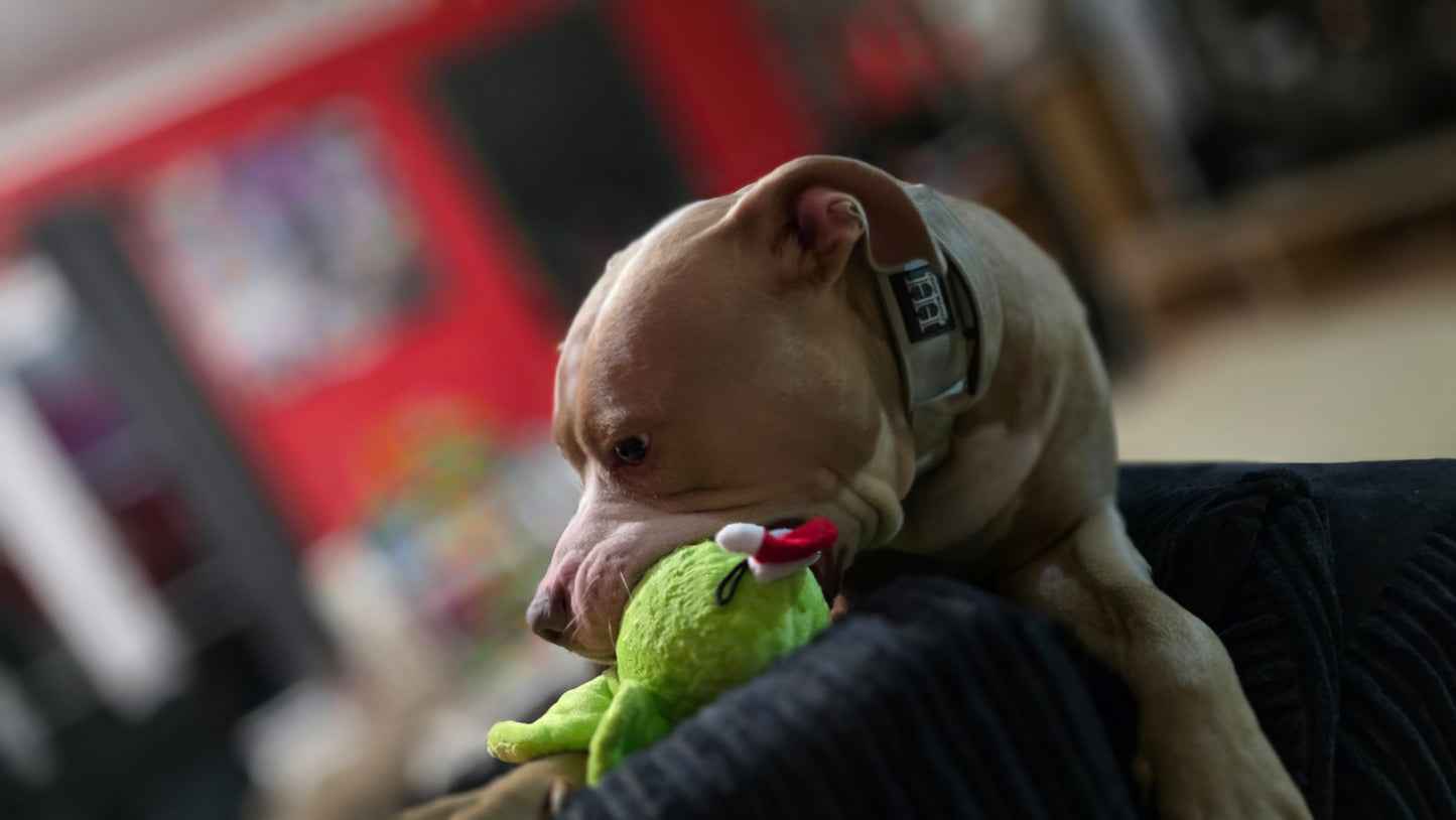 Ancol xmas sprout dog toy ( CLEARANCE )