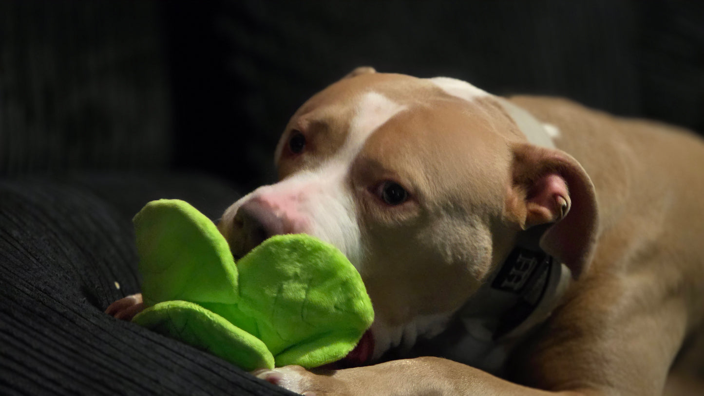 Ancol xmas sprout dog toy ( CLEARANCE )